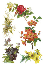 Load image into Gallery viewer, Catharina IOD Transfer 8x12 Pad™