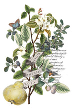 Load image into Gallery viewer, 2025 Holiday Winter Clementine IOD Transfer 8x12 Pad™