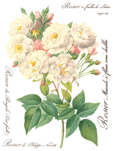 Rose Botanical Transfer™ by IOD (Pad of 8 - 12"x16" sheets) - Iron Orchid Designs